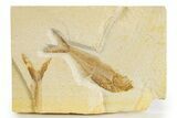 Bargain Fossil Fish (Diplomystus) - Wyoming #320187-1